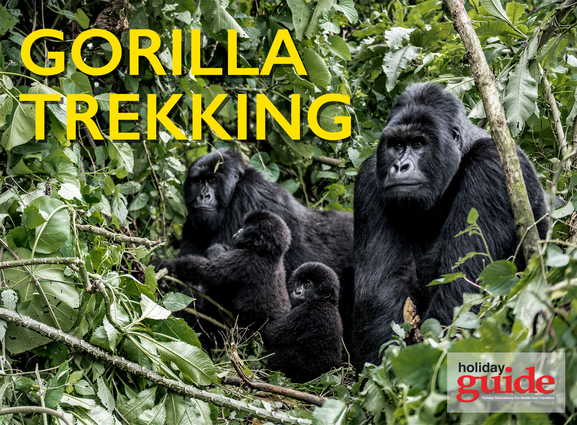 Gorilla Trekking in East Africa